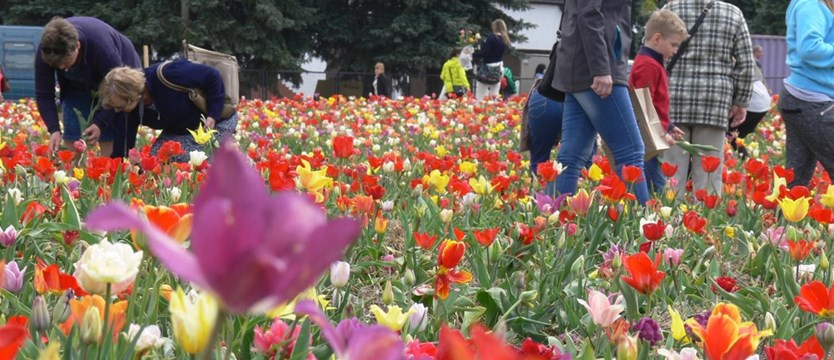 Polityka na targach tulipanów