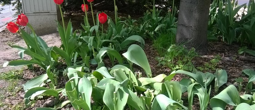 Złodzieje tulipanów. Aleja znów straciła