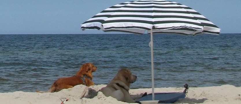 Z psami na plaże!