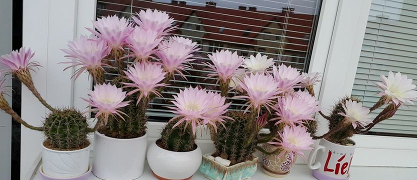 Zakwitły kaktusy