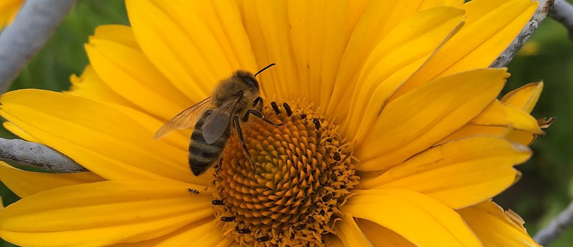 Radni wystraszyli się pszczół?