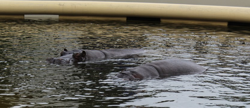 Nie żyje najstarszy w Europie hipopotam nilowy