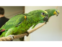 Papugarnia na Niebuszewie