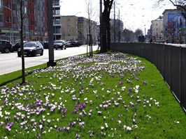 Szczecin kwiatami stoi!