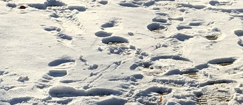 Złodziej zostawił ślady na śniegu