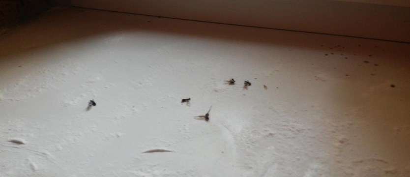 Inwazja mrówek przy Małopolskiej
