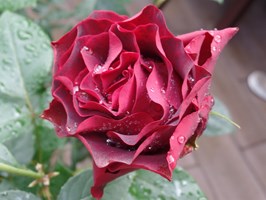 Oddech w ogrodzie hortensji i róż 