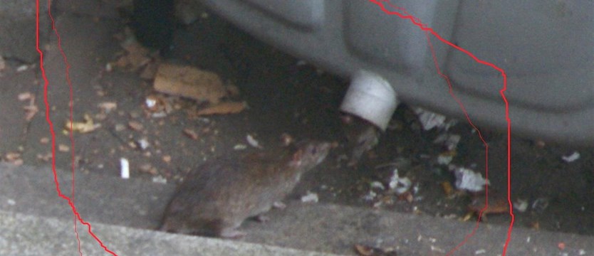 Szczury na podzamczu