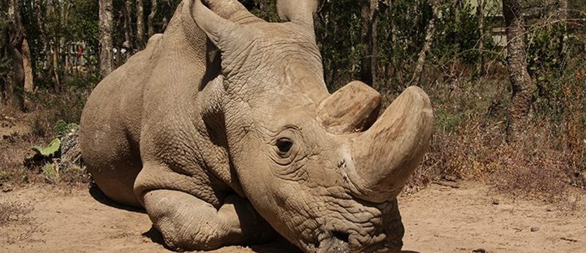 Śmierć ostatniego samca nosorożca białego północnego