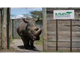 Śmierć ostatniego samca nosorożca białego północnego
