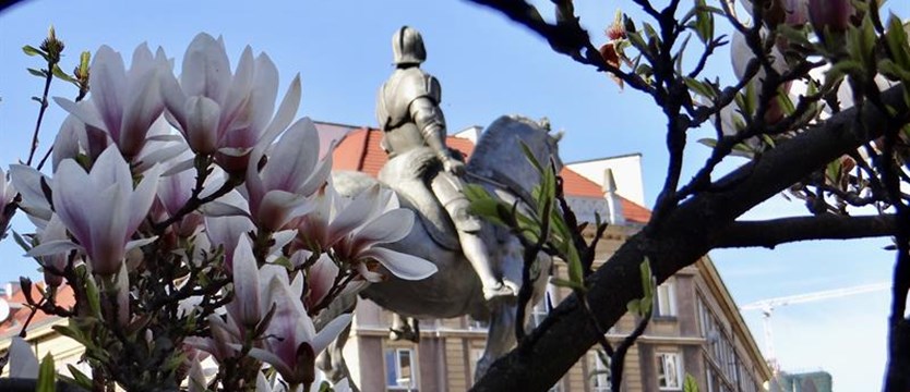 Zagłosuj na najpiękniejsze magnolie Szczecina
