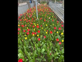 Dywan tulipanów w „Zaczarowanym Ogrodzie”