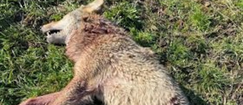 W Trzcińsku-Zdroju zginęła wilczyca