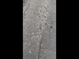 Gołębi problem na pętli autobusowej Kołłątaja