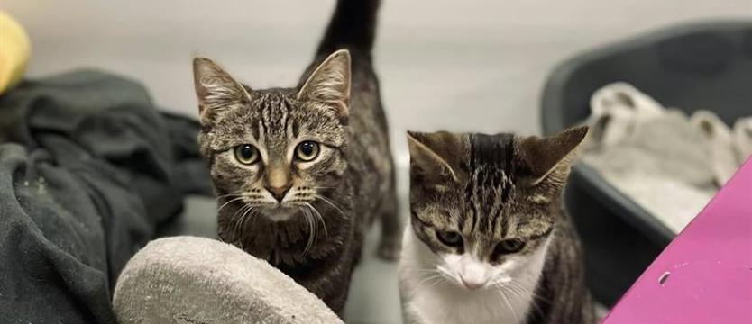 Weź mnie KURIEREM do domu. Ostatnie z krasnoludków