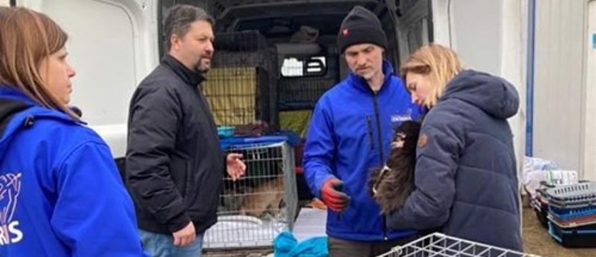 Szczecin ratuje wojenne koty. KociArka: „Zdajemy egzamin z człowieczeństwa”