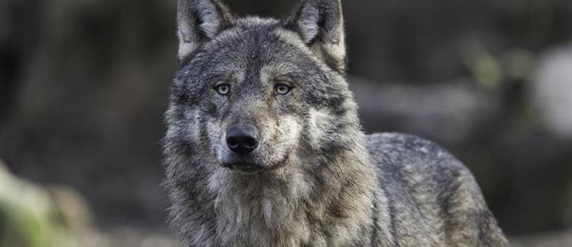 Wilk wychodzi z lasu. Bywa, że staje na drodze