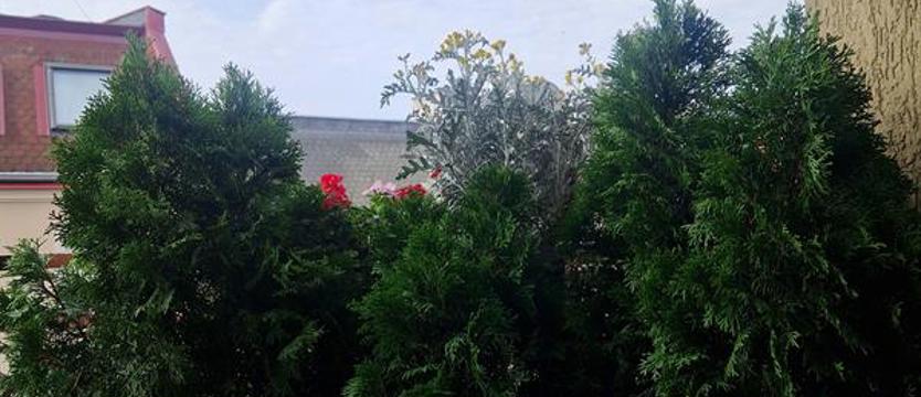 (kurier.kwiaty.06) Balkon z niebieskimi refleksami