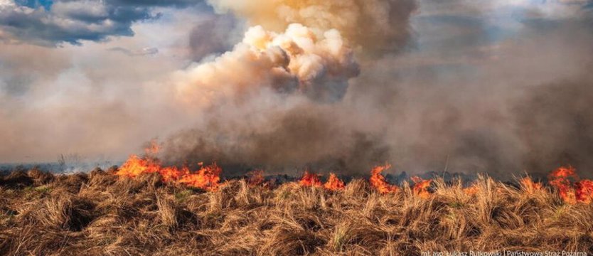 Potężny pożar w parku narodowym. W akcji ponad 20 strażacki zastępów