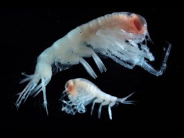 Badają zooplankton – pokarm ryb. Pół wieku współpracy z Amerykanami