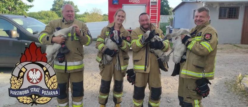 Trzebiatowscy strażacy pomogli młodym łabędziom