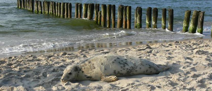 Młoda foka z plaży w Pobierowie trafi do Stacji Morskiej na Helu