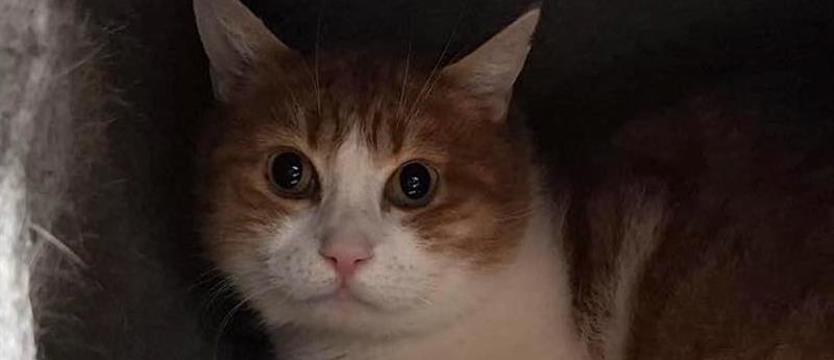 „Weź mnie KURIEREM do domu”. Jedno życie – niechciany spadek