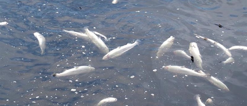Katastrofa ekologiczna w Liśnicy. Kto otruł ryby?