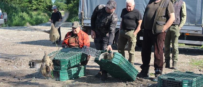 Myśliwi uwolnili 265 bażantów 