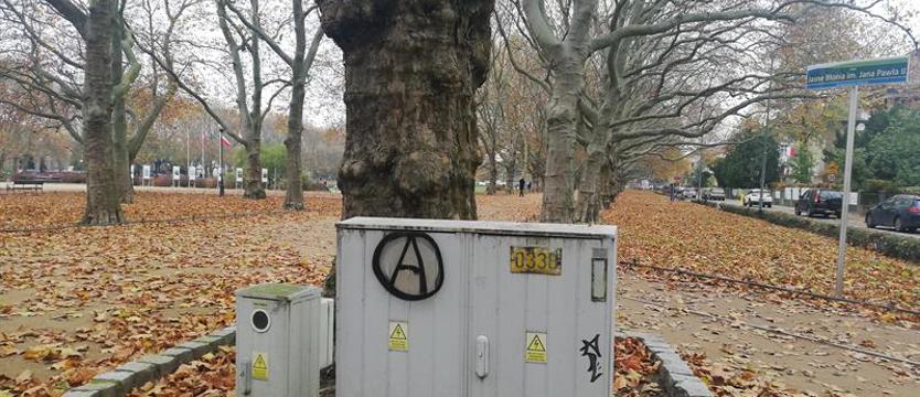 Platany „pod napięciem”