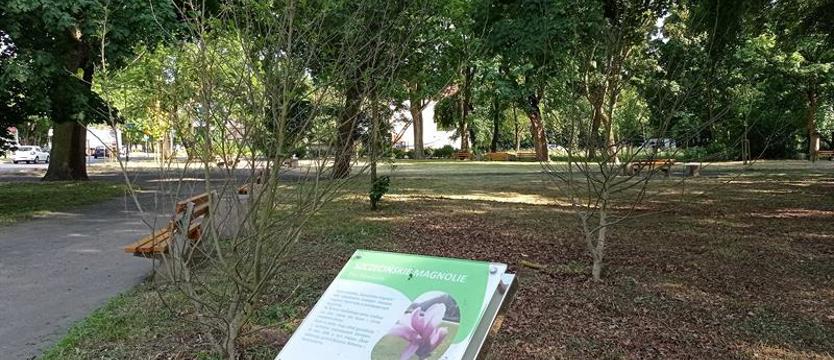 Wspomnienie magnolii