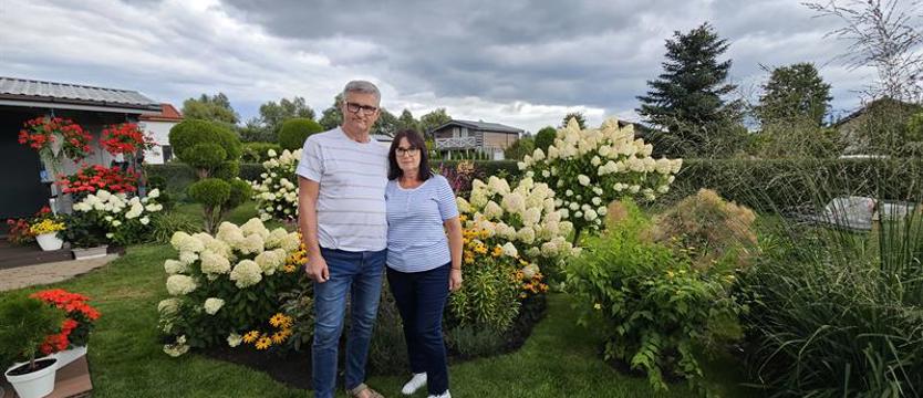 Hortensje i motyle