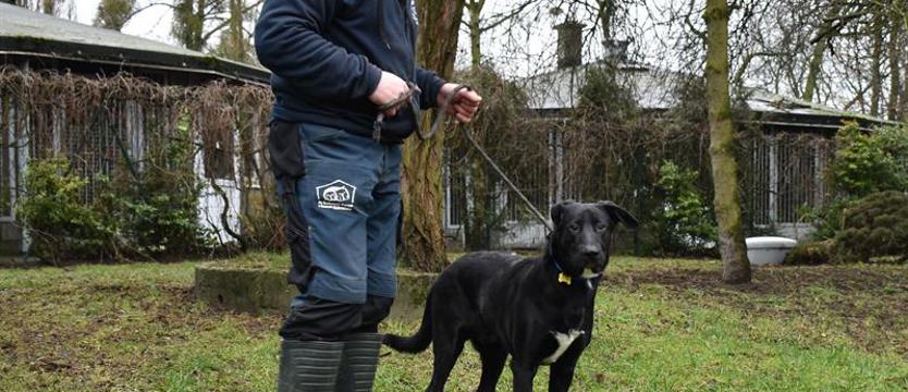 „Weź mnie KURIEREM do domu". Czarny pies - biała łata