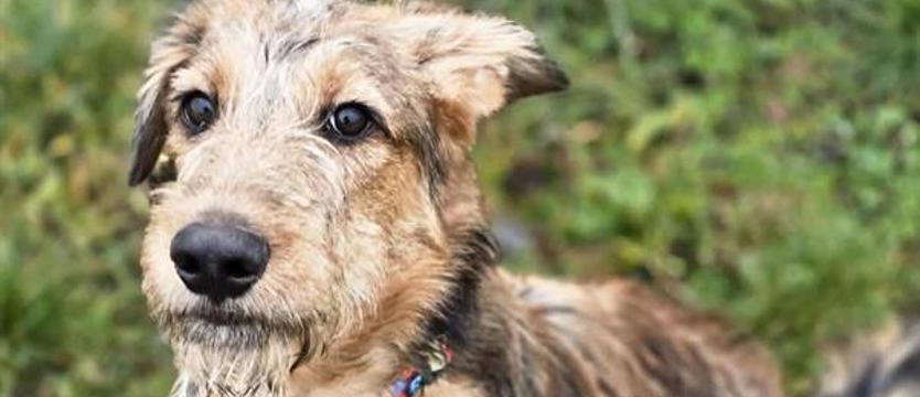 Jak (nie) pokochać szczeniaka?