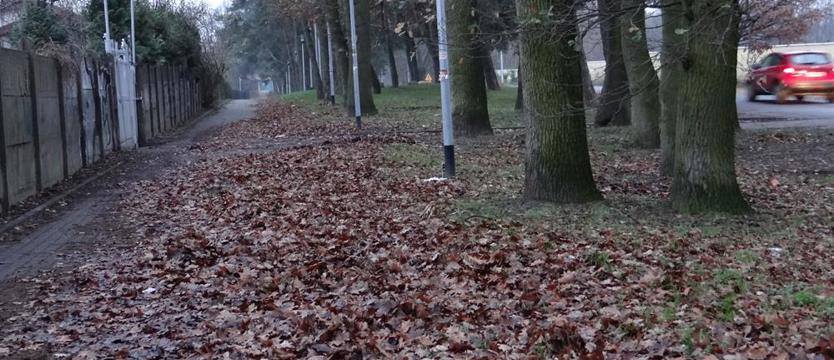 Chodnik zawalony liśćmi