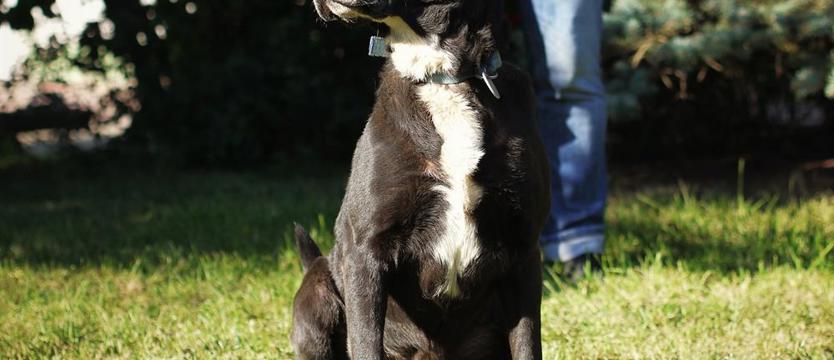 (Nie)wesołe życie staruszka