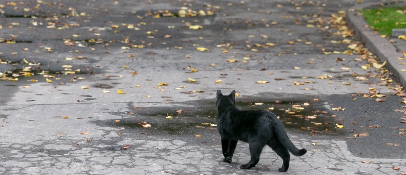 Brak pieniędzy na sterylizację, leczenie i dokarmianie