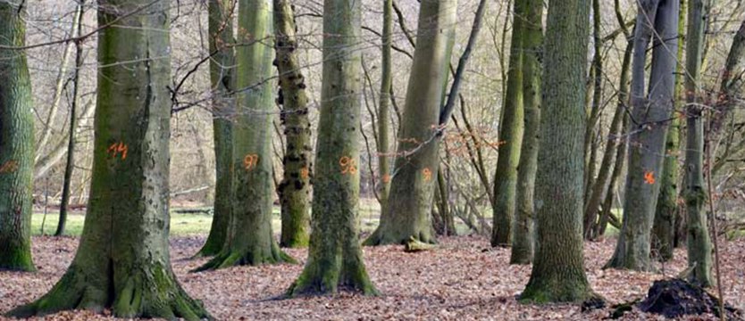 Zdrowe drzewa do wycinki? 1000 pod topór