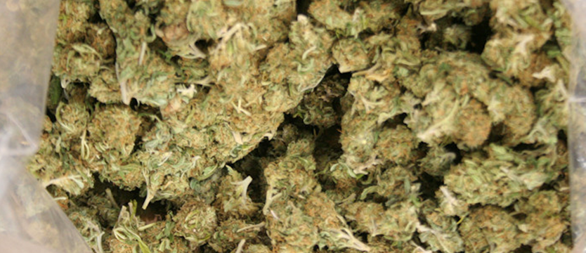 Mieli 5,5 kilograma marihuany
