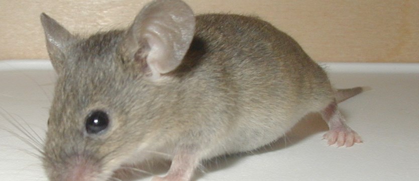 Rzymski przysmak: mysz w miodzie