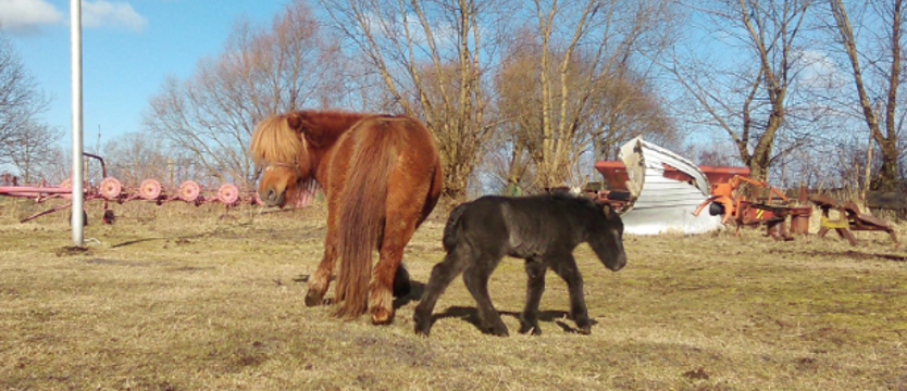 KONKURS. Wybieramy imię dla klaczki!