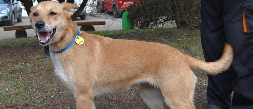 Fifka za jeden uśmiech