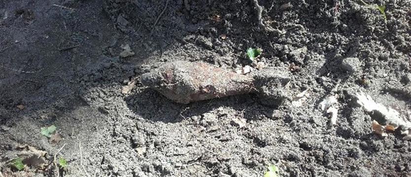 Sadzili las, wykopali pociski