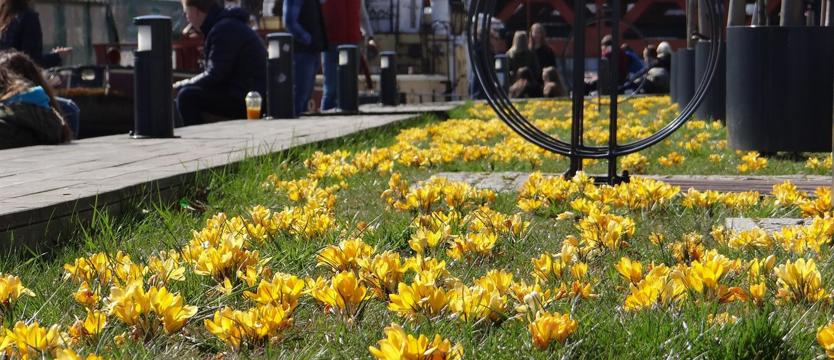 (D)oceń krokusowe kadry