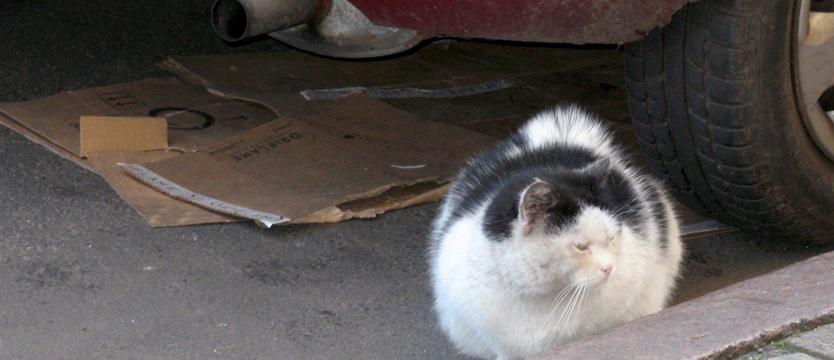 Koty na telefon? Tak jest!