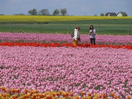 Polityka na targach tulipanów