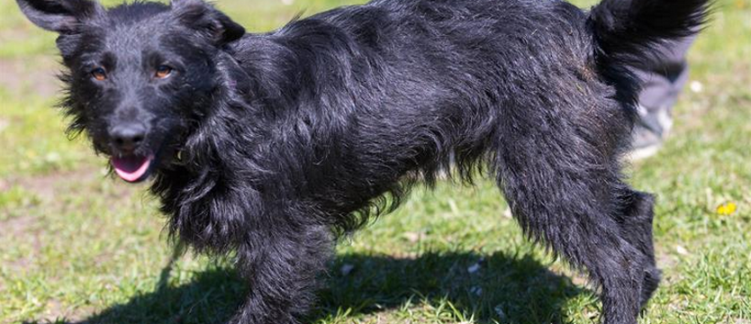 Kudłacza smutne przypadki