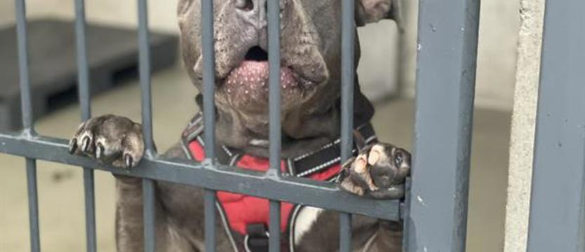 Coraz więcej rasowych psów trafia do schronisk