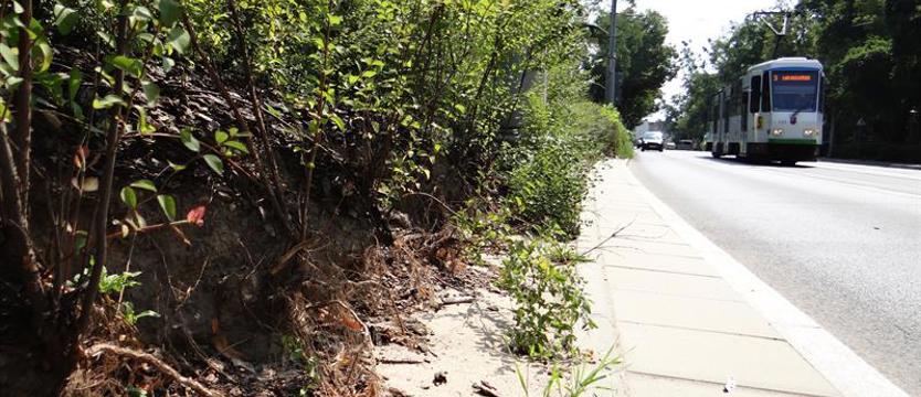 Krzewy (od)pływają wraz ze skarpą