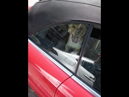 Pies w piekle rozgrzanego auta